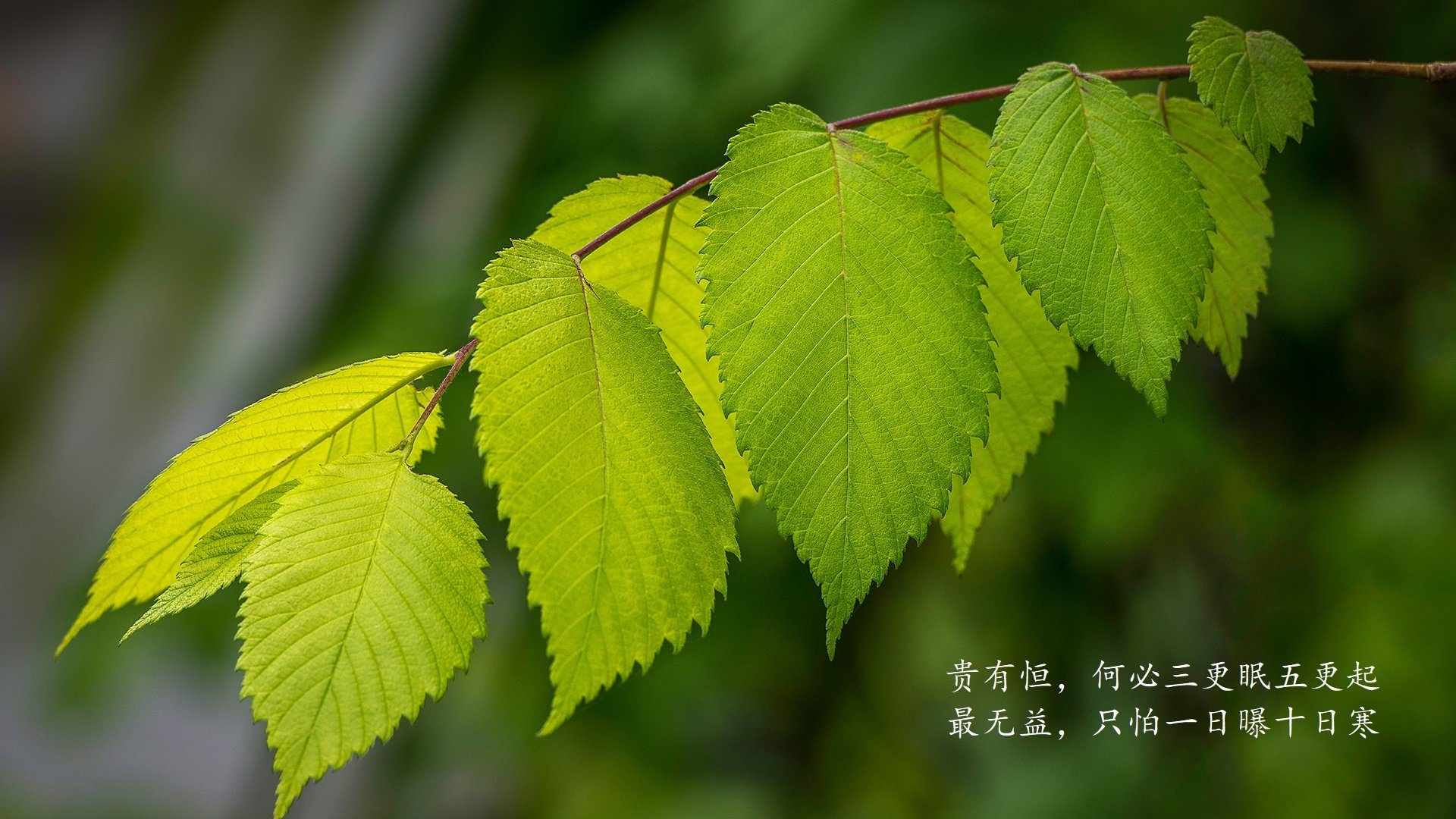 leyu乐鱼官网登录入口-意甲裁判系统语义纠偏模块在多语种环境中的稳定性研究，语义偏误和语用偏误